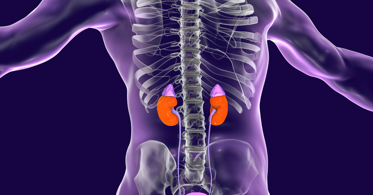 Kidney Disease Nephropathy Overview